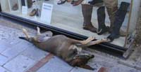 Dog sleeping downtown Heraklion Dog sleeping downtown Heraklion
