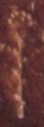 Thistle, Phaistos Disk Pictograph