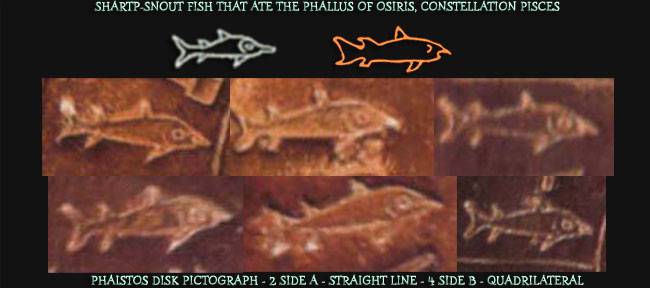 Snoutnose Fish Snoutnose Fish