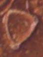Pomegranate/Star, Phaistos Disk Pictograph